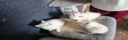 British Shorthair cats for sale: Beautiful British Shorthair girls available   in Basildon - Advert 26