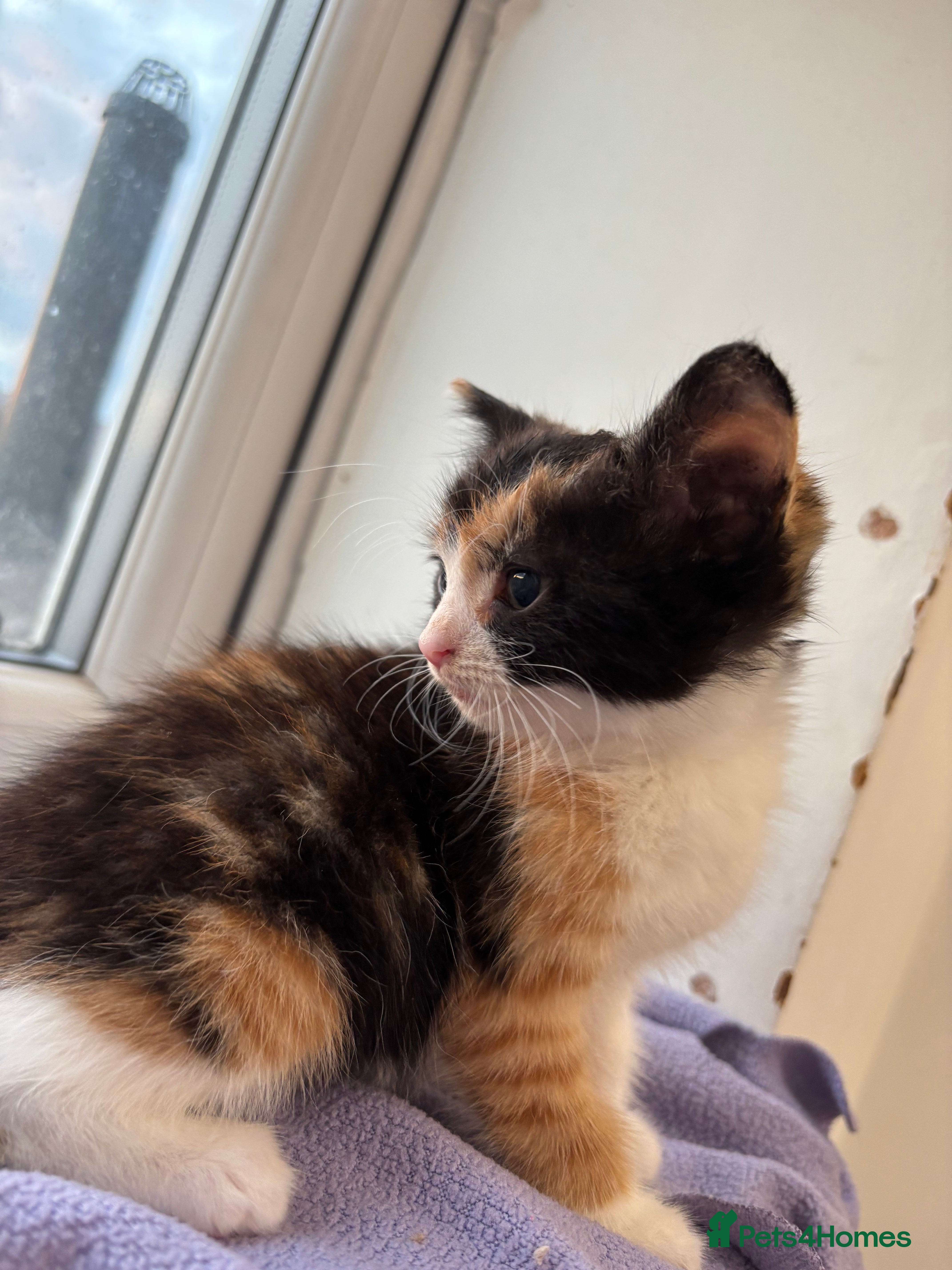 British Shorthair Kitten 3