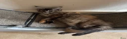 Maine Coon cats for sale: READY TO LEAVE NOW GCCF PEDIGREE MAINECOON KITTENS - Advert 9
