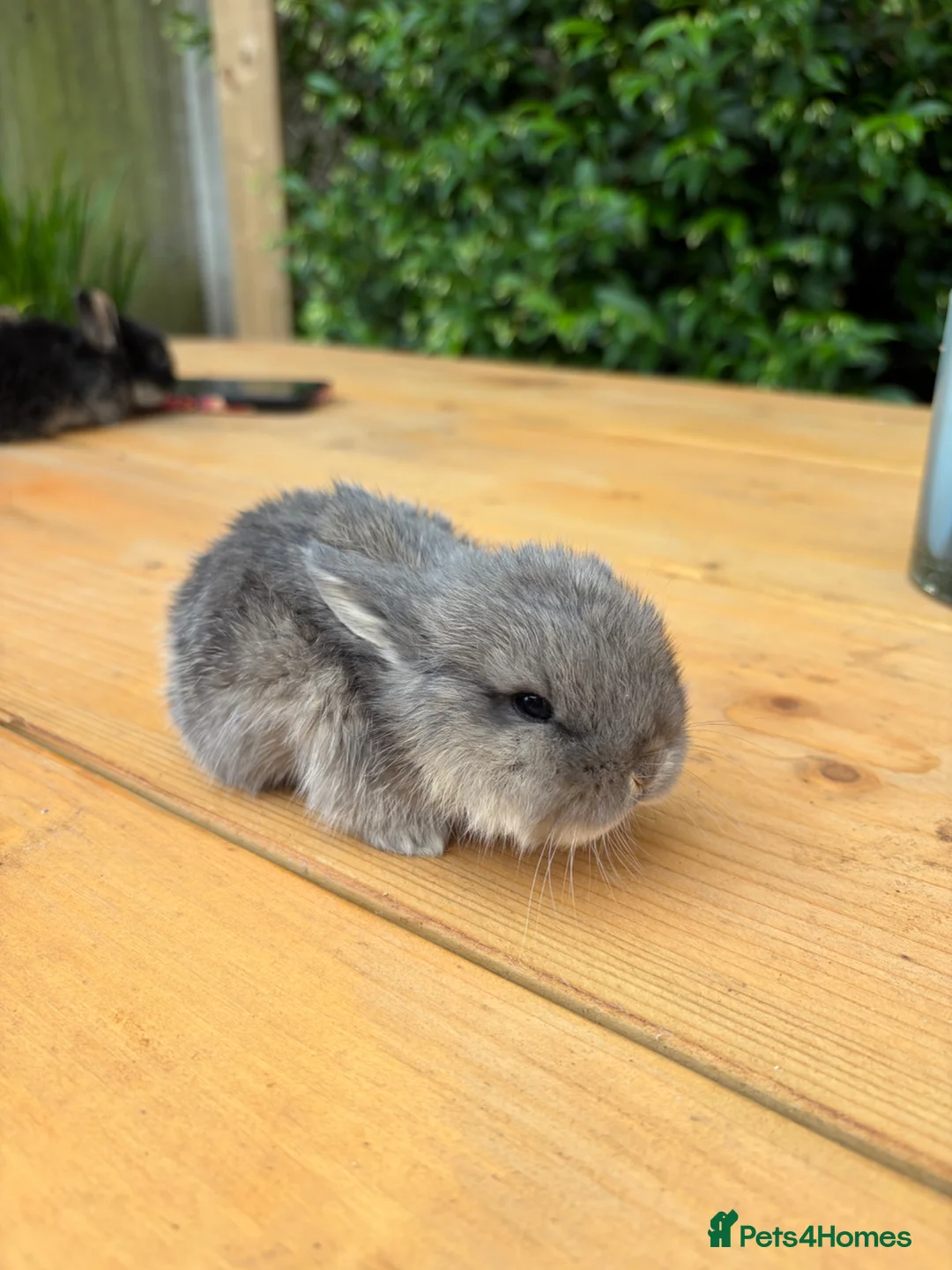 Mixed Breed rabbits for sale: Beautiful Lop Cross Baby Bunnies for sale  - Advert 13
