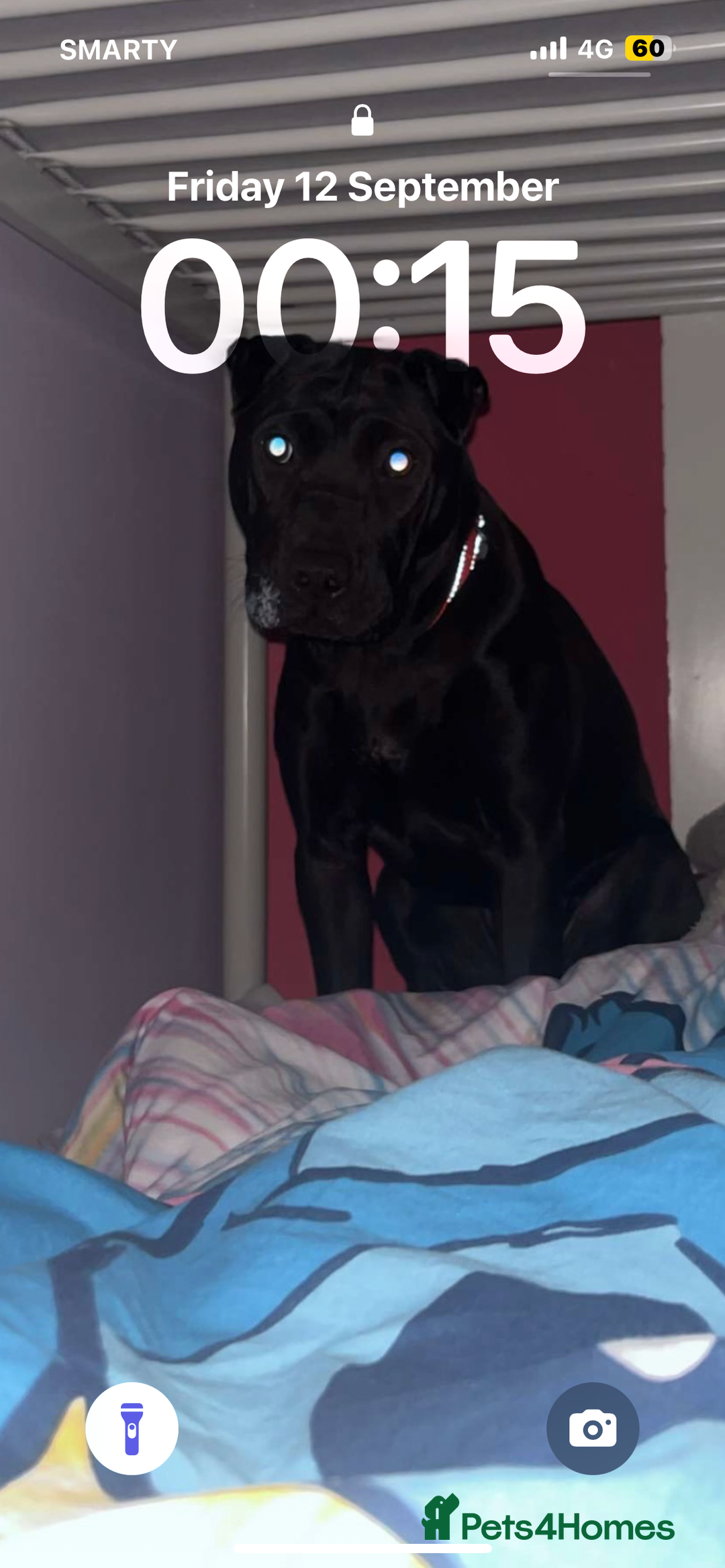 Mixed Breed dogs for sale: Urgent Rehome- Munchie - Advert 7