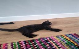 Mixed Breed cats for sale: Robin & Rosie - Image 9