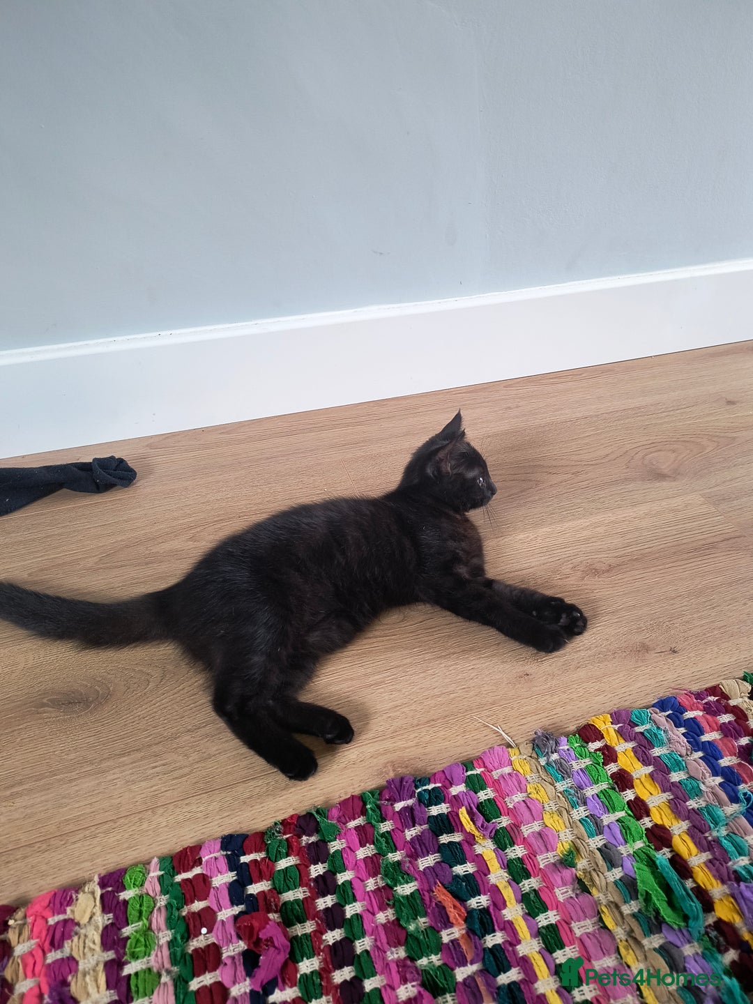 Mixed Breed cats for sale: Robin & Rosie - Image 9
