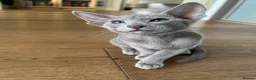 Oriental cats for sale: Supreme pedigree Oriental kittens GCCF reg - Advert 7