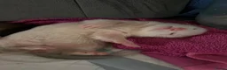 Ferret rodents for sale: Ferret kits for sale  in Gloucester - Advert 7