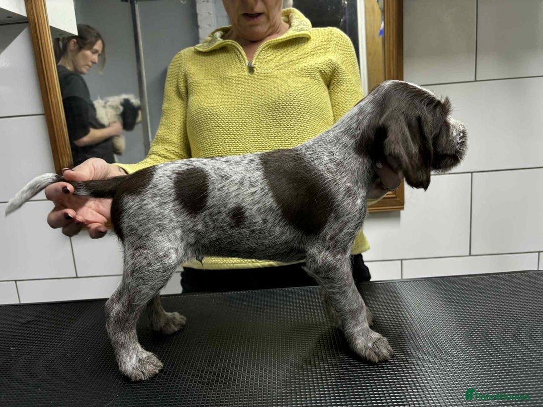 German Wirehaired Pointer dogs for sale: Stunning litter of German Wirehaired Pointers  - Advert 27