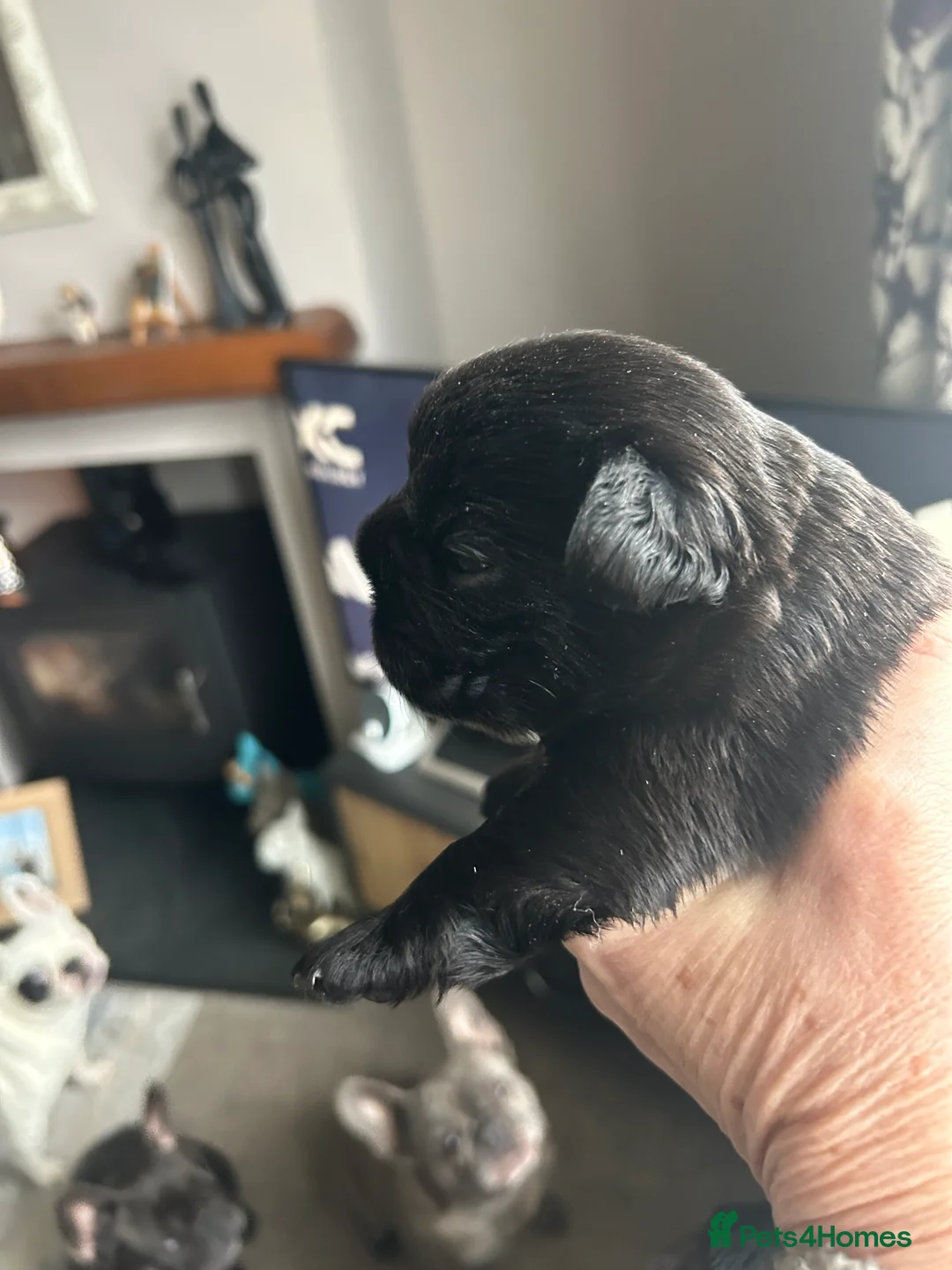 French Bulldog dogs for sale: Fluffy French bulldog puppies, 1 boy, 2 girls - Advert 7