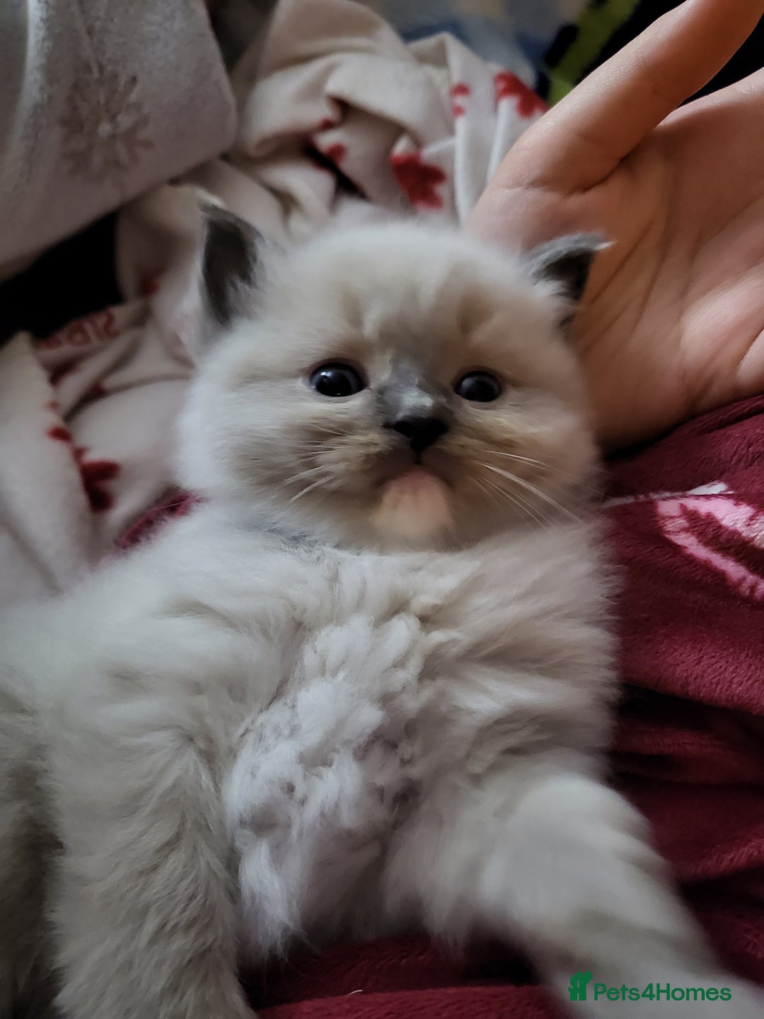 Ragdoll cats for sale: Ragdoll kittens - Advert 3