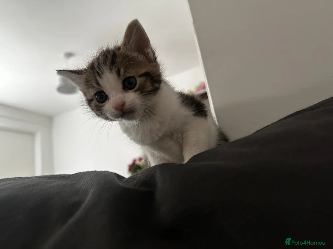 Mixed Breed cats for sale: little kitten for sale - Advert 2