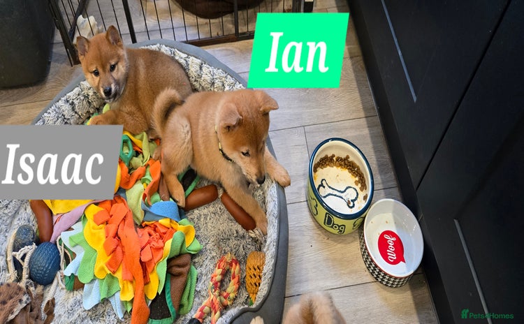 Japanese Shiba Inu dogs Gorgeous Shibas  - Advert 4