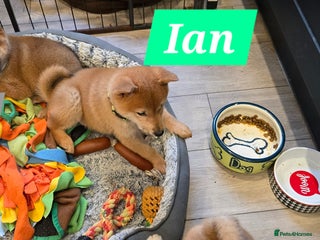 Japanese Shiba Inu dogs Gorgeous Shibas - Advert 6