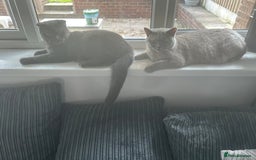 Scottish Fold cats for sale: British short hair and Scottish fold boys - Advert 4