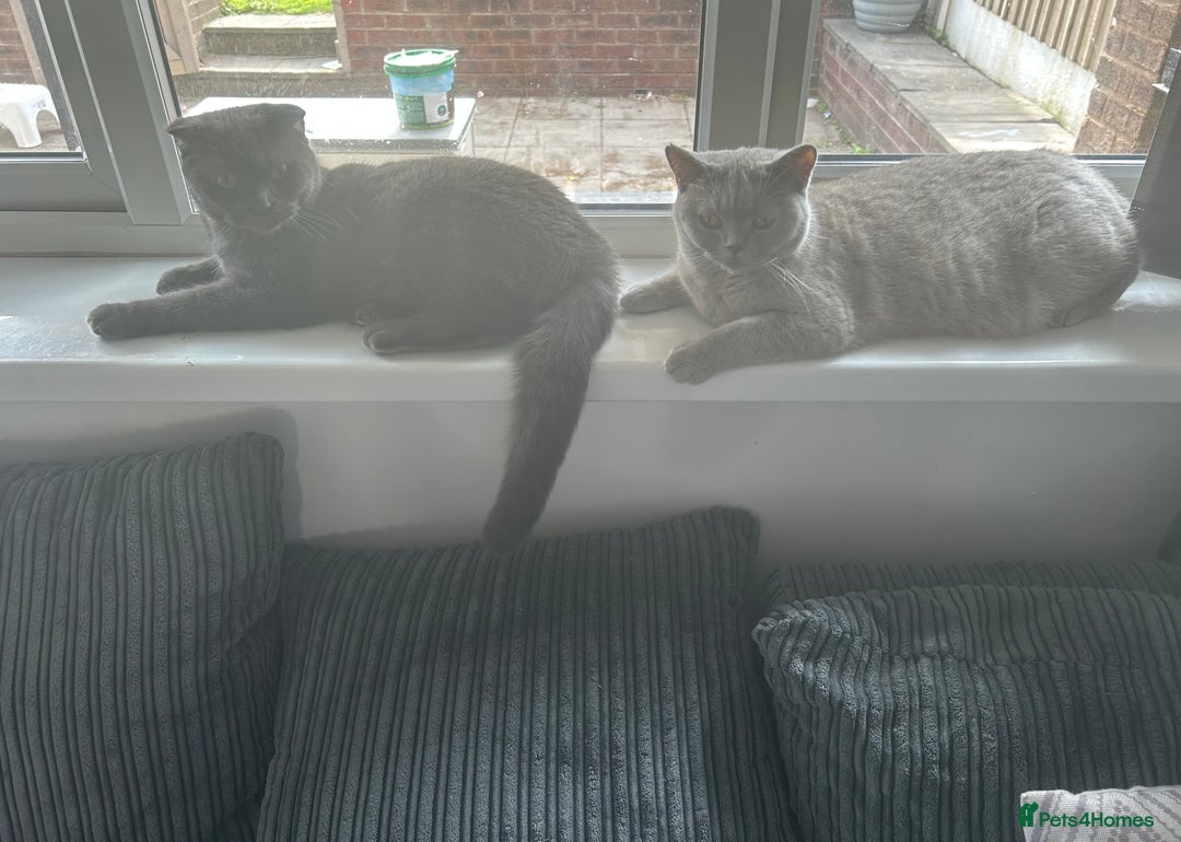 Scottish Fold cats for sale: British short hair and Scottish fold boys - Advert 4