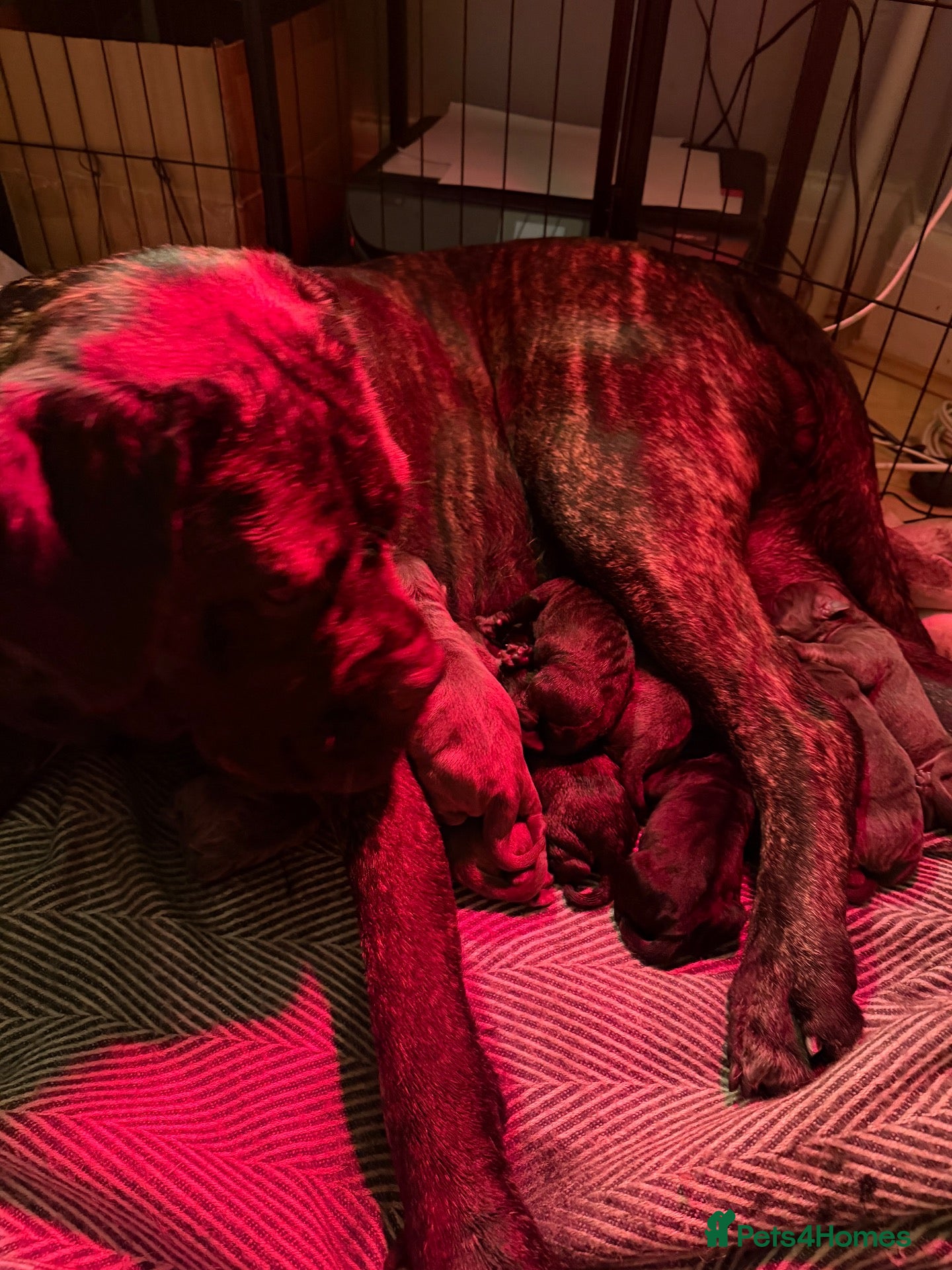 Cane Corso dogs ‼️Offers Welcme‼️ Balestra Magica Corso FCI - Advert 2