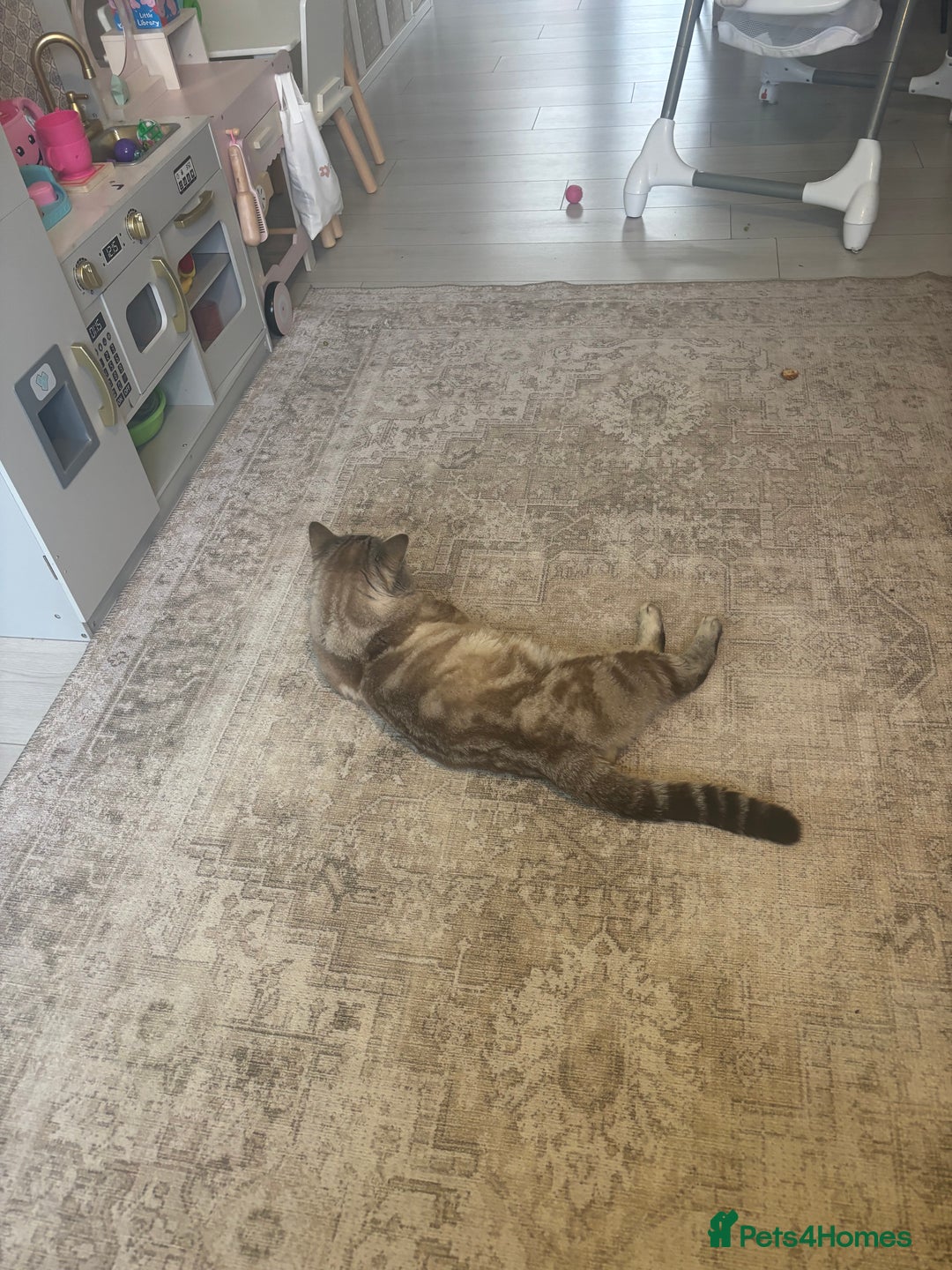 Mixed Breed cats for sale: Snowy needs Rehoming  - Advert 4