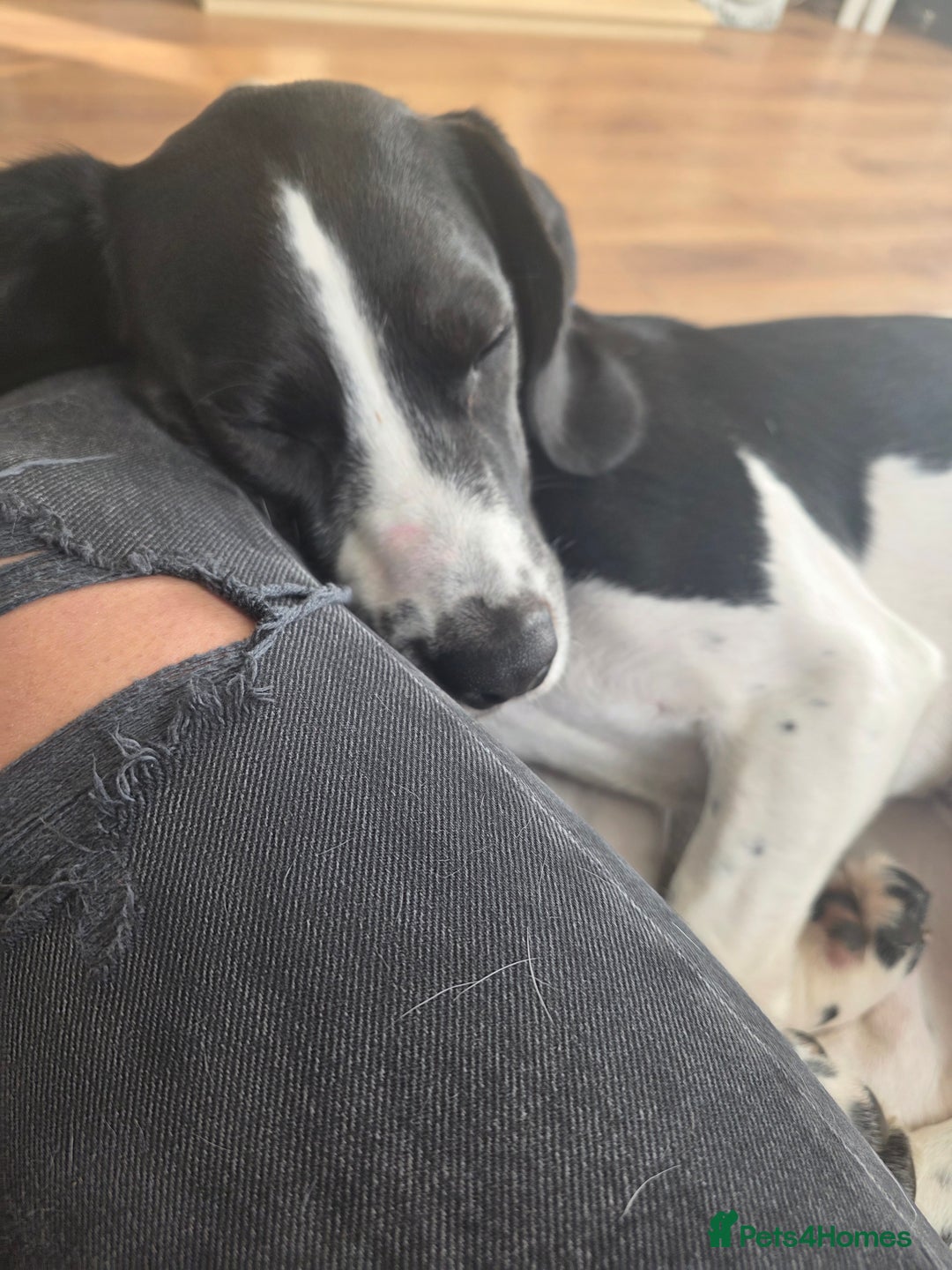 Bocker dogs for sale: Loving dog  - Advert 3