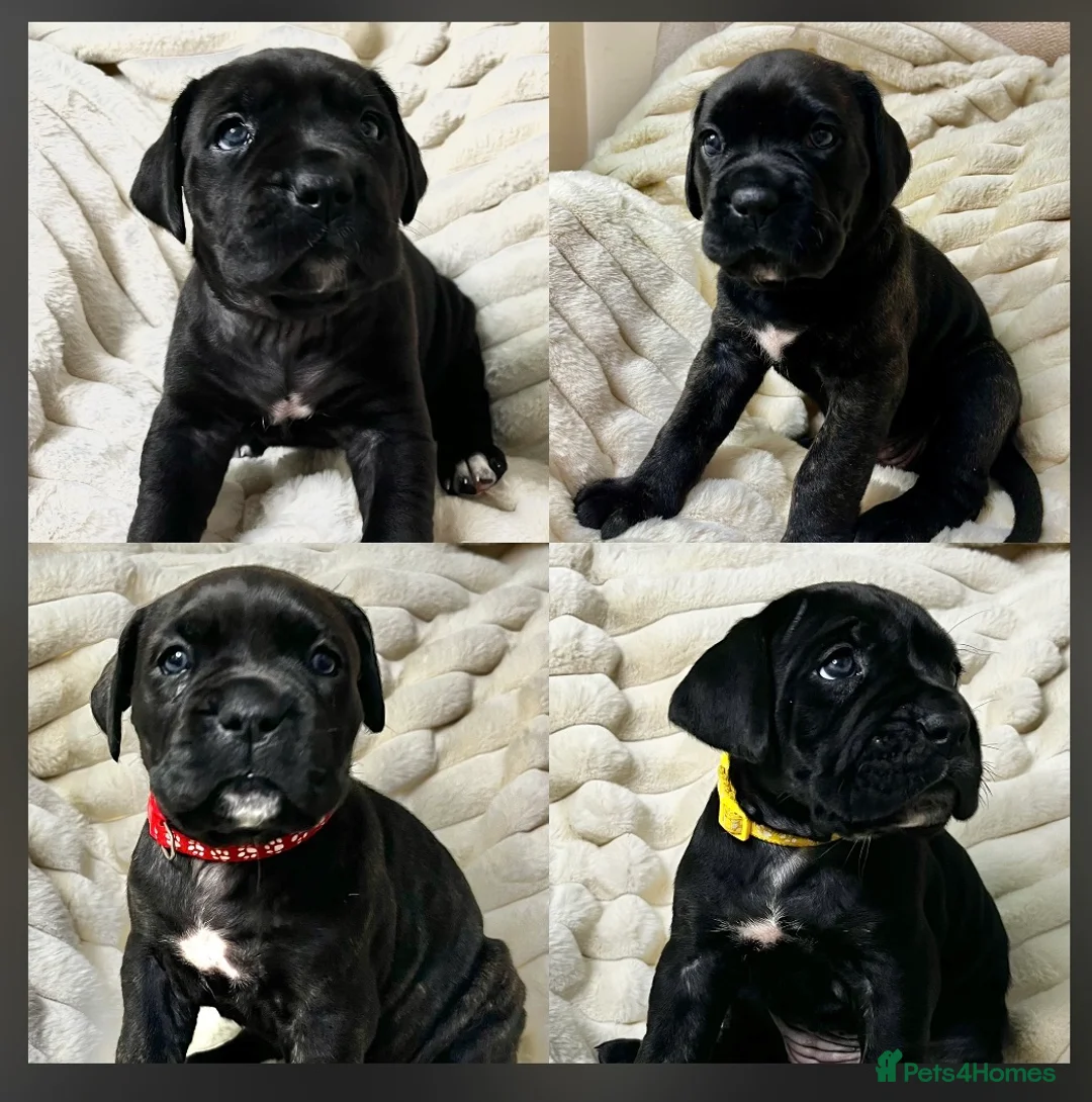 Cane Corso dogs for sale: Cane Corso Puppies  - Advert 34
