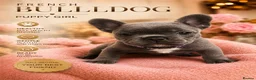 French Bulldog dogs for sale: French bulldogs  Last girl  - Advert 33