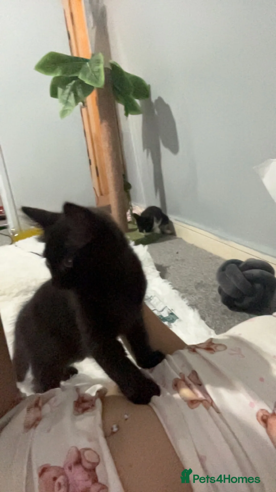 Mixed Breed cats for sale: Beautiful full black boy in Newcastle upon Tyne - Advert 3