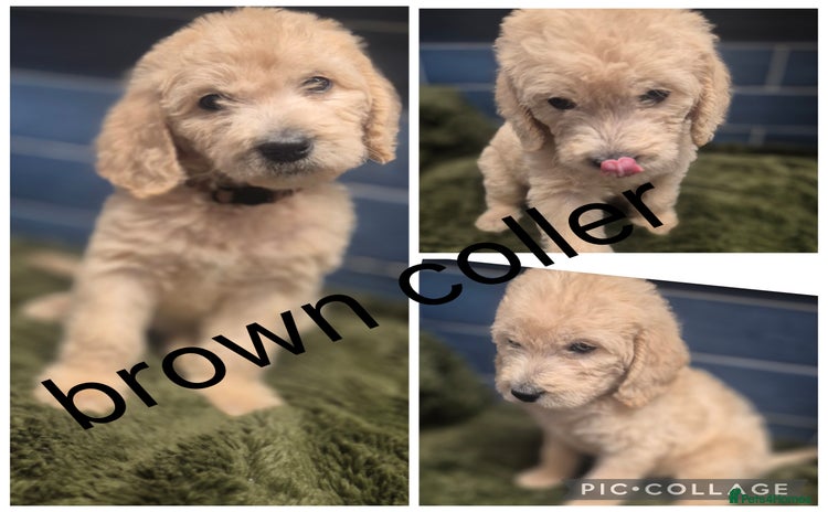 Labradoodle dogs - Advert 1