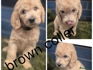 Labradoodle dogs - Advert 3