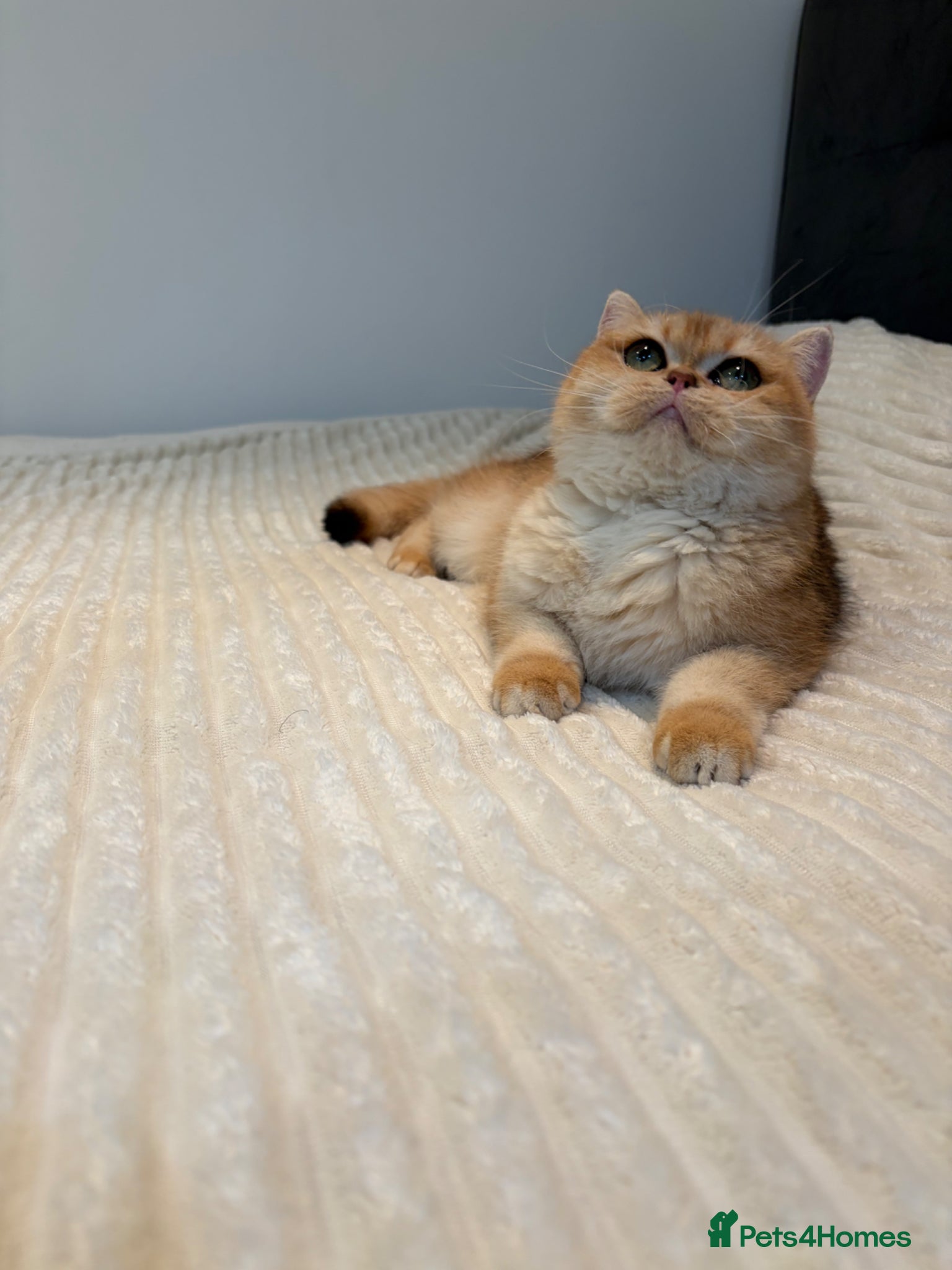 British Shorthair cats TICA Reg Beautiful Golden Chinchilla female NY12  - Advert 18