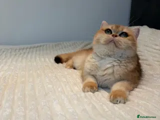 British Shorthair cats TICA Reg Beautiful Golden Chinchilla female NY12 - Advert 18