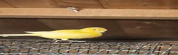 Canaries birds for sale: Beautiful Canaries for Sale in London - Advert 2