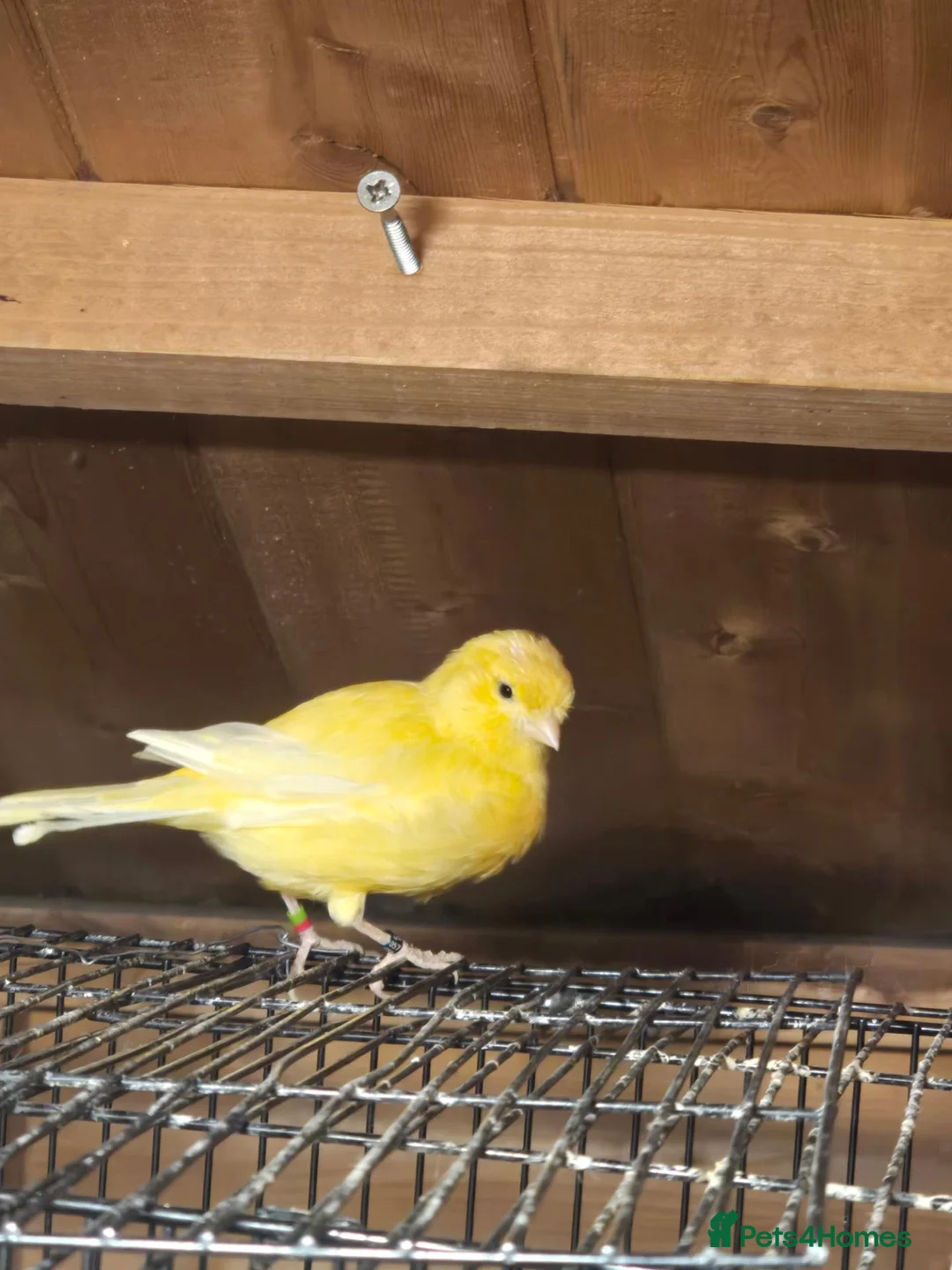 Canaries birds for sale: Beautiful Canaries for Sale in London - Advert 2
