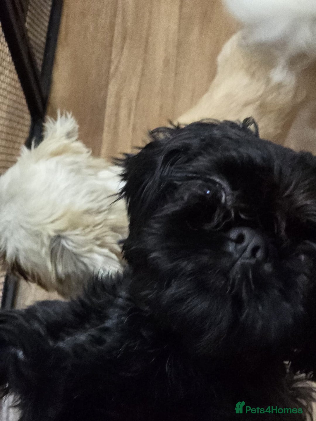 Shih Tzu dogs for sale: Handsome male Shih tzu - Advert 3
