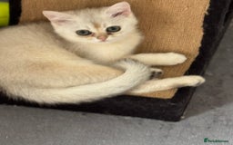 Scottish Fold cats for sale: elite purebred friendly Scottish Fold and Straight - Image 4
