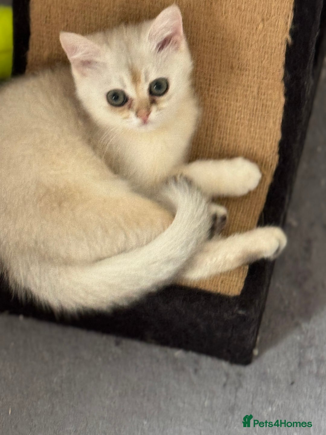 Scottish Fold cats for sale: elite purebred friendly Scottish Fold and Straight - Image 4