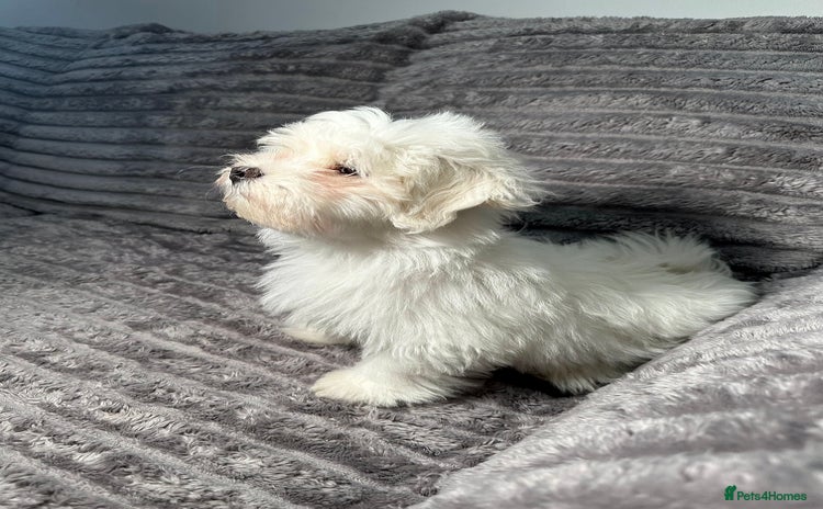 Maltese dogs - Advert 5
