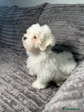 Maltese dogs - Advert 2