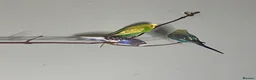 Budgerigars birds for sale: Budgies X 3, very healthy and playful,  - Advert 6