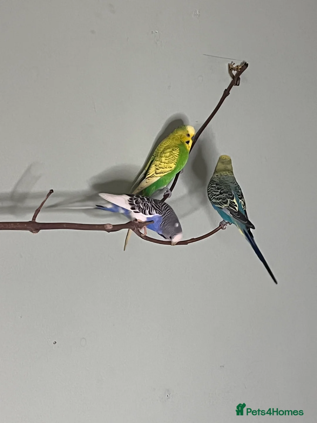 Budgerigars birds for sale: Budgies X 3, very healthy and playful,  - Advert 6