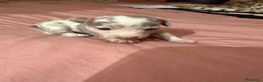 Jack Russell Puppy 2