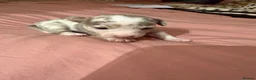 Jack Russell dogs for sale: Jack Russell puppy’s  - Advert 7