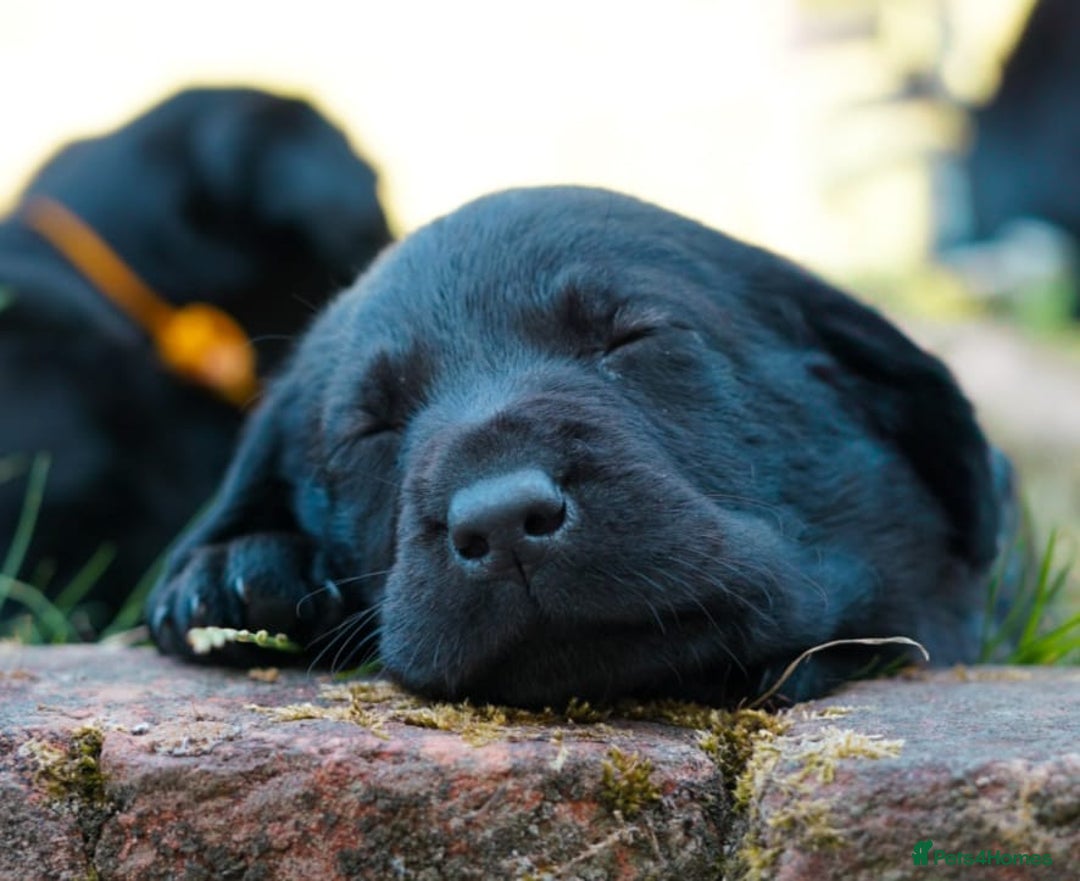 Labrador Retriever dogs for sale: Black Pure bred kg reg Labrador for sale  - Image 15