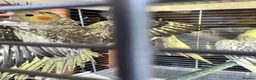 Cockatiels birds for sale: 9 week old baby cockatiels  - Advert 9