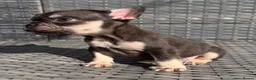 French Bulldog dogs for sale: HEALTH TESTED QUALITY FRENCH BULLDOG PUPPIES - Advert 28