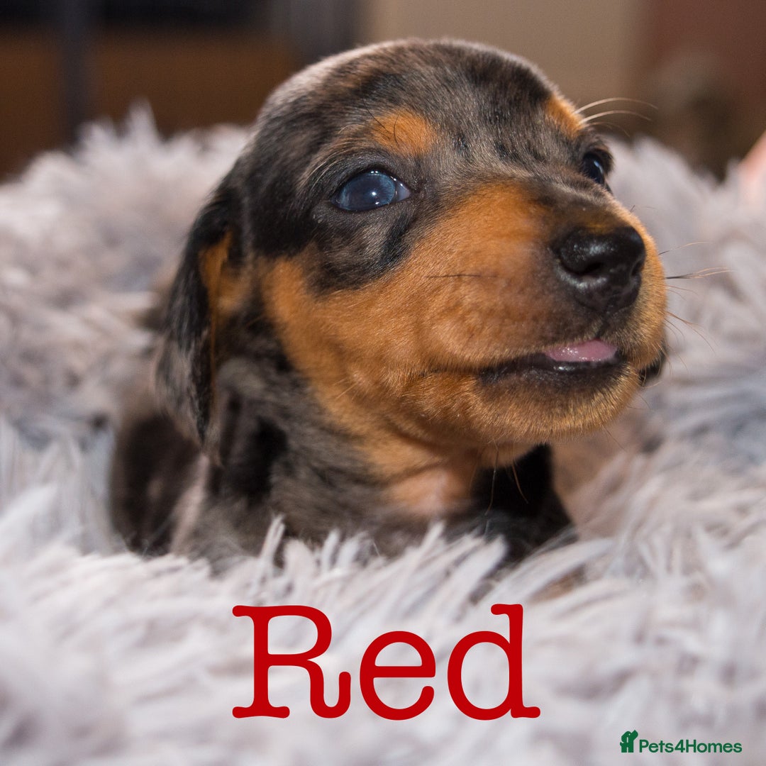 Miniature Dachshund dogs for sale: 4 KC Reg Miniature Dachshund - 3 Boys & 1 Girl - Advert 2