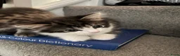 Mixed Breed cats for sale: 3 cute, cuddly kittens for sale - Advert 9