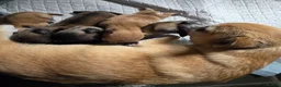 Chihuahua dogs for sale: 4 Chihauhau puppies ready end of July - Advert 1