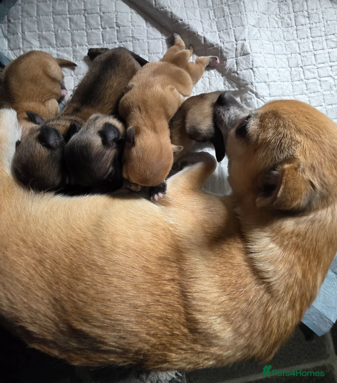 Chihuahua dogs for sale: 4 Chihauhau puppies ready end of July - Advert 1