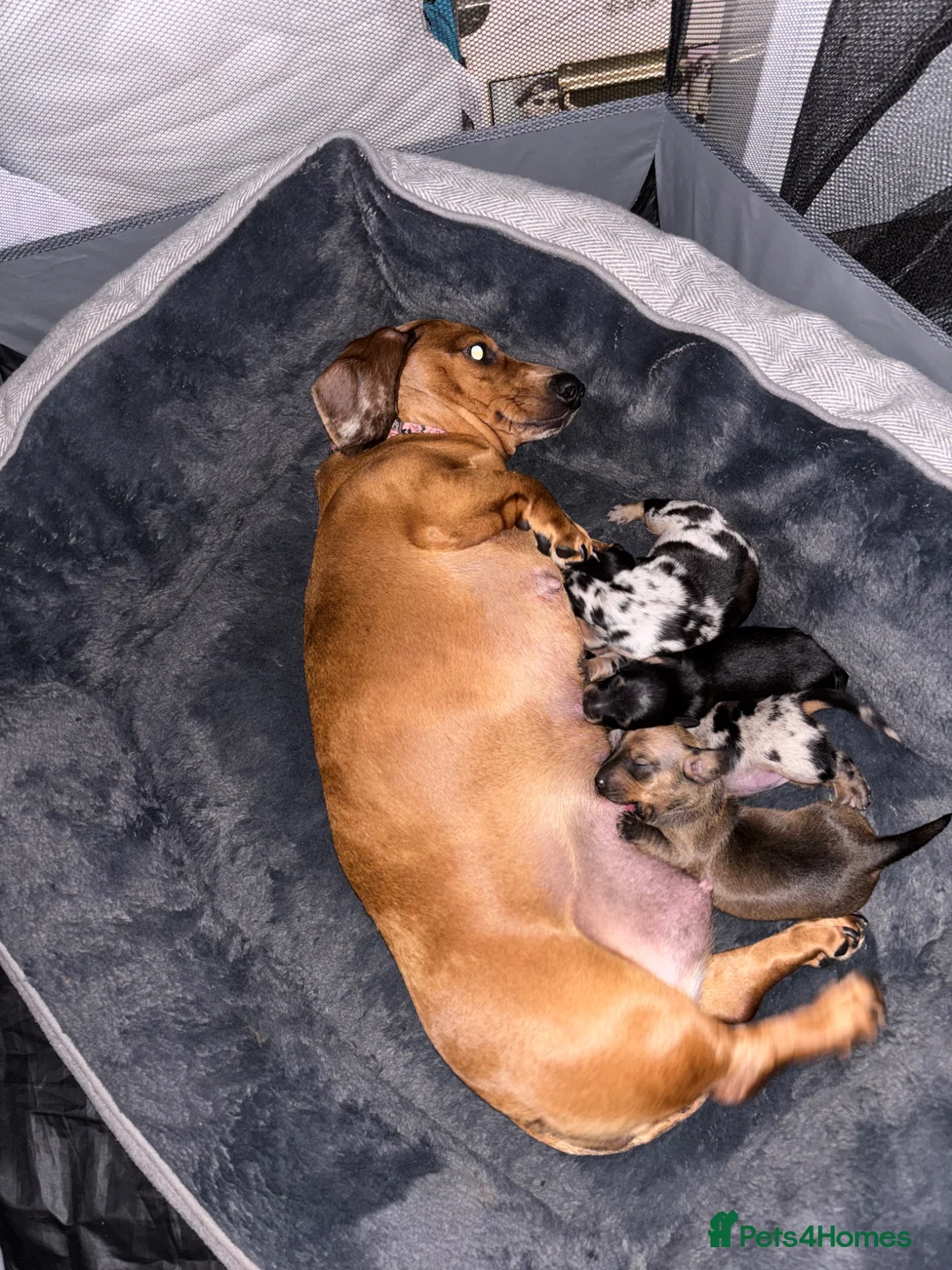 Dachshund dogs for sale: Dachshund puppies - Advert 1