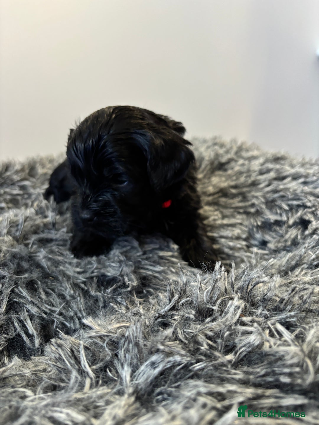 Mixed Breed dogs for sale: Beautiful Sproodle x Lhasa Apso Puppies - Advert 4