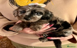 Cavapoo dogs for sale: TOY Fluffy Cavapoo’s From Health Tested Parents - Image 13
