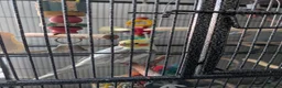 Cockatiels birds for sale: Cockatiel and cage for sale due to owners health  in Coventry - Advert 2