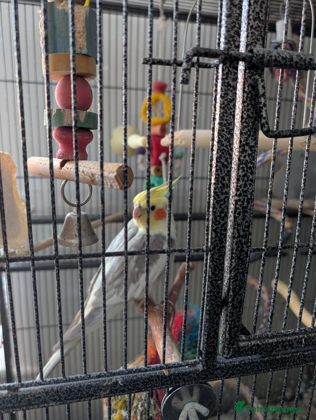 Cockatiels birds for sale: Cockatiel and cage for sale due to owners health  in Coventry - Advert 2